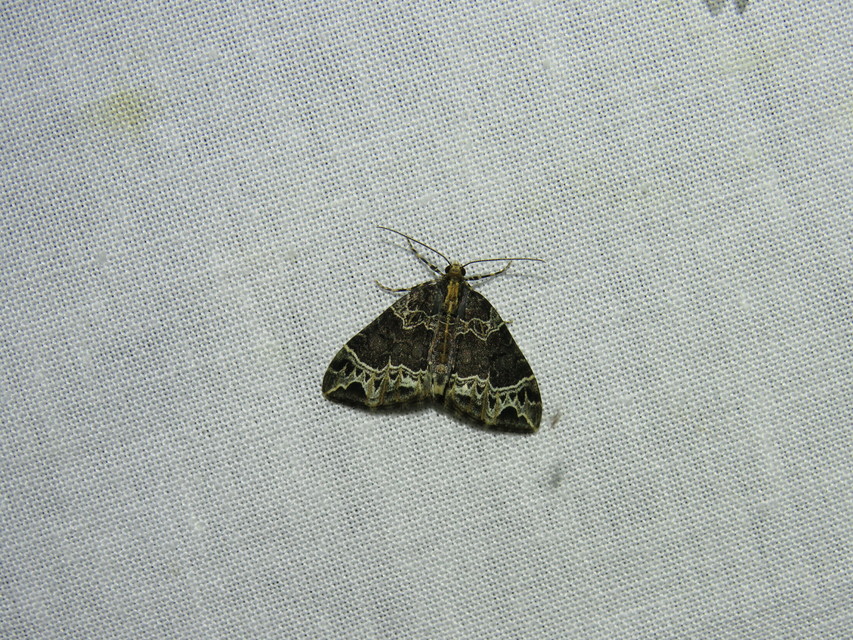 Ecliptopera silaceata - barna tarkaaraszoló