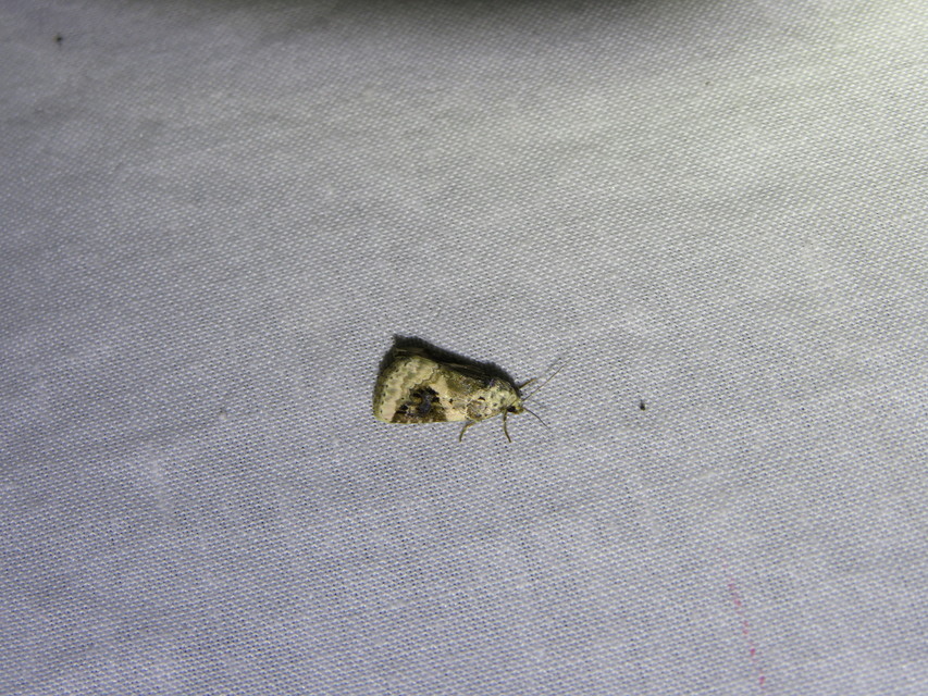 Pseudeustrotia candidula - fehéres apróbagoly