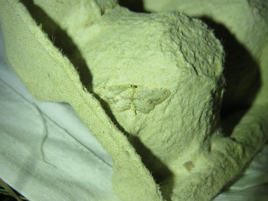 Idaea dimidiata - gyakori apróaraszoló