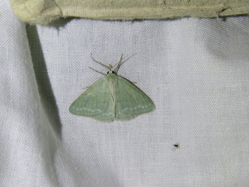 Pseudoterpna pruinata - hamvas zöldaraszoló