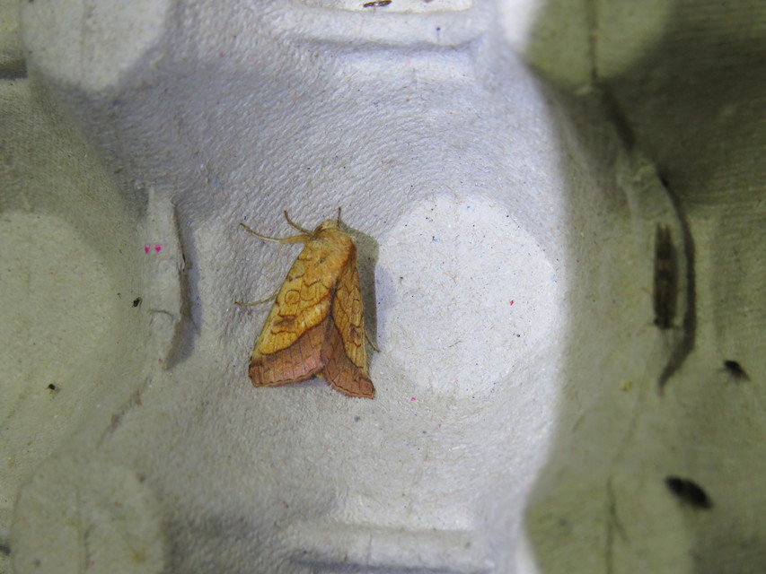 Pyrrhia umbra - iglicebagoly