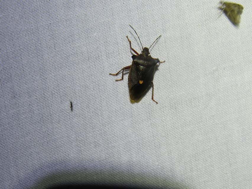 Pentatoma rufipes - vöröslábú címerespoloska Pentatoma rufipes - vöröslábú címerespoloska