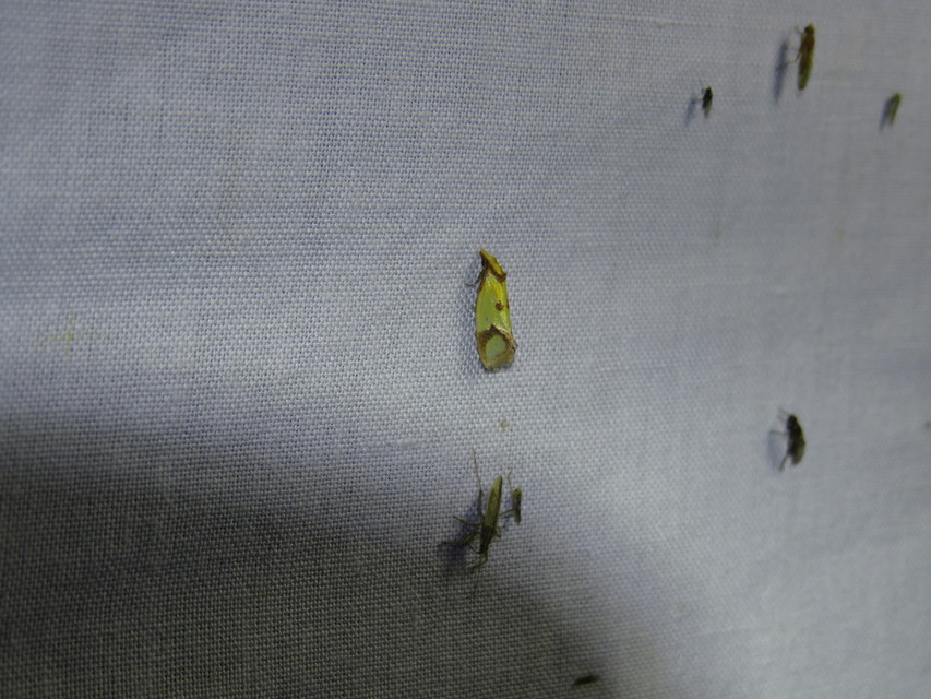 Agapeta zoegana - barnacsíkos sárgamoly