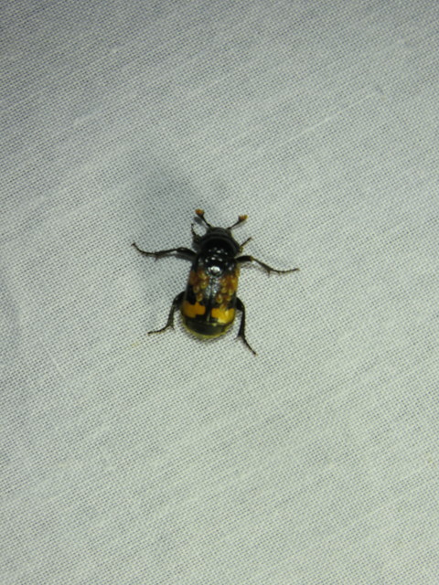 Nicrophorus interruptus - sárgaszőrű temetőbogár