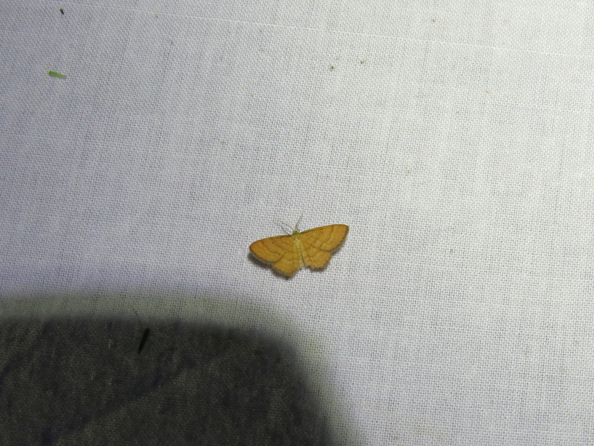 Idaea serpentata - kis sávosaraszoló