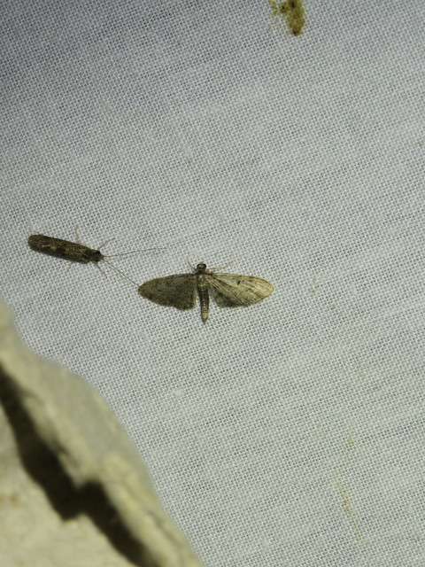 Eupithecia virgaureata - aranyvessző-törpearaszoló