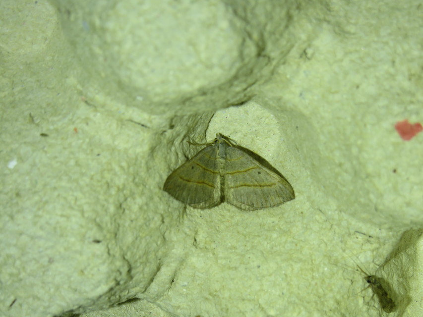 Scotopteryx mucronata/luridata/ignorata