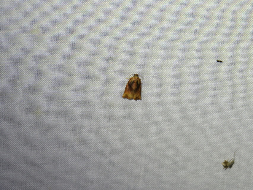 Archips podana - dudvarágó sodrómoly