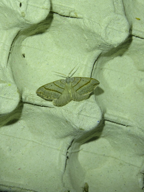 Scotopteryx mucronata/luridata/ignorata
