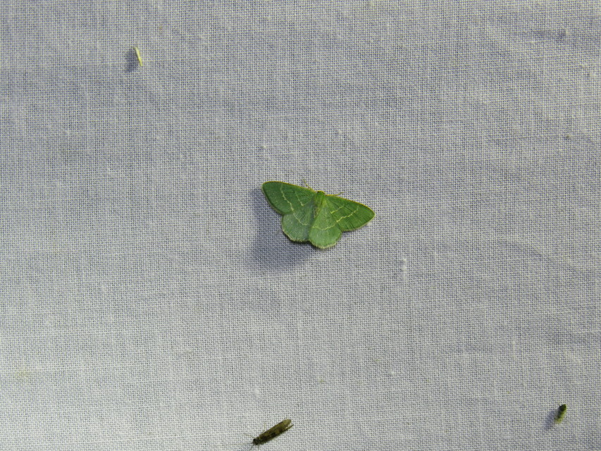 Chlorissa viridata/cloraria