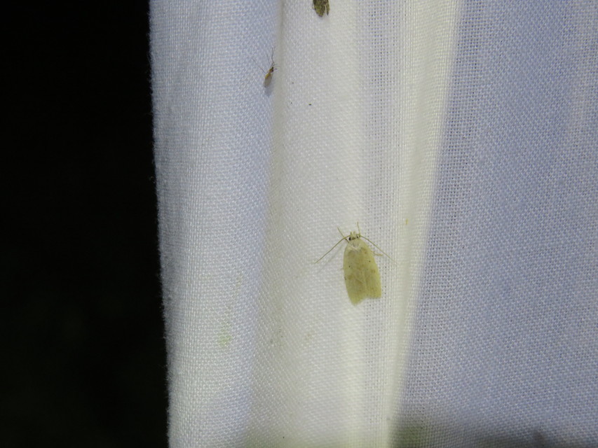 Agonopterix