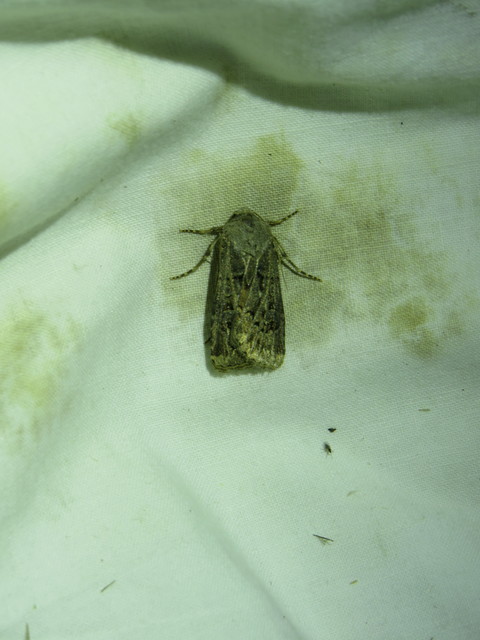 Agrotis bigramma - kétjegyű földibagoly