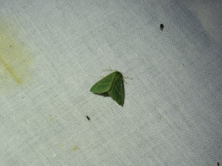 Chlorissa viridata/cloraria