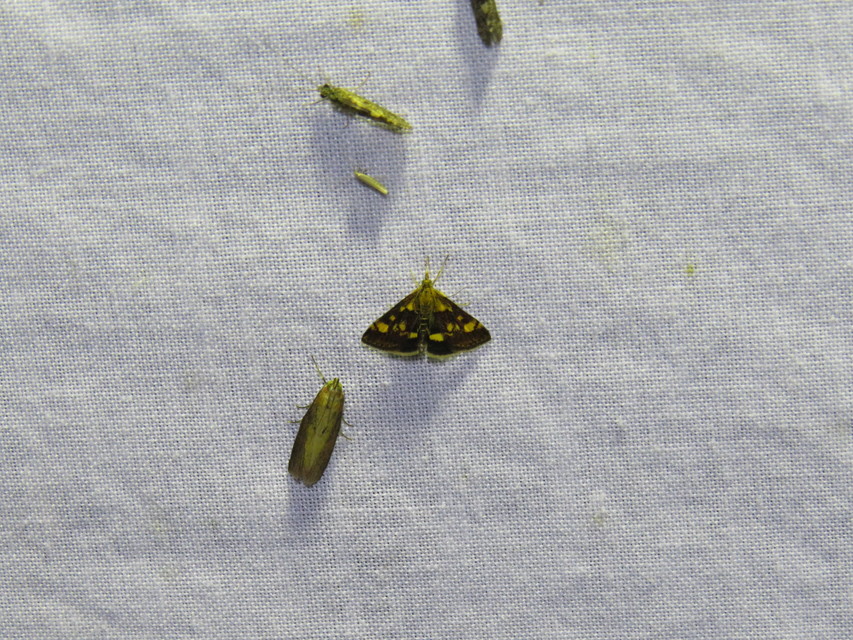 Pyrausta aurata - aranyló bíbormoly