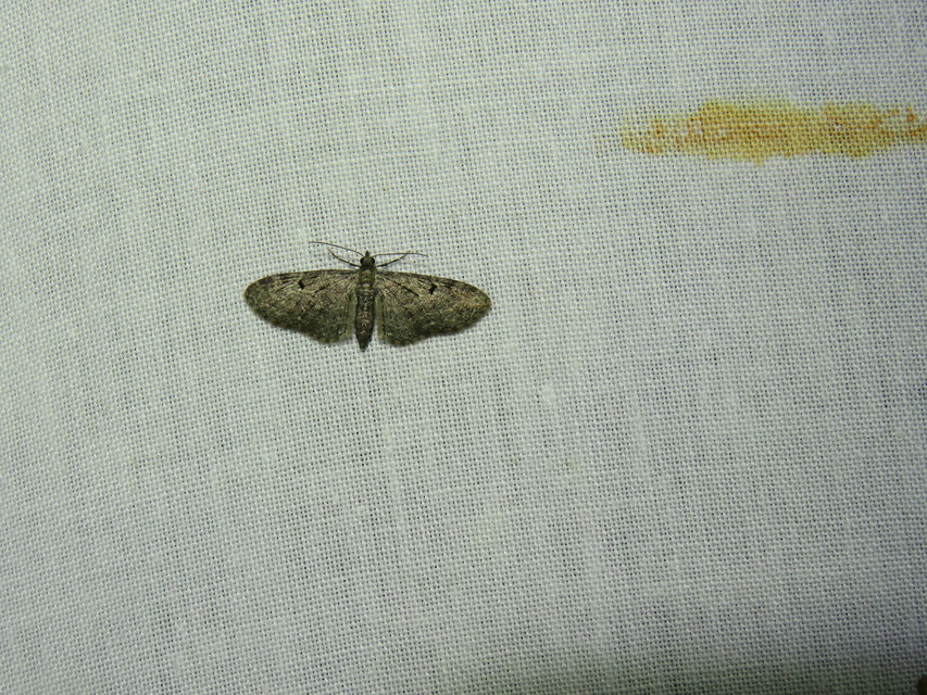 Eupithecia virgaureata - aranyvessző-törpearaszoló