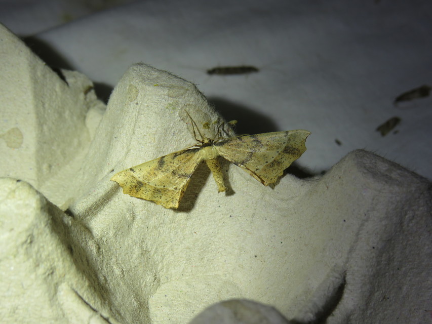 Artiora evonymaria - kecskerágó-araszoló