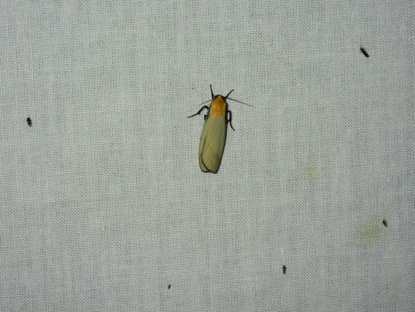 Lithosia quadra - négypettyes zuzmószövő