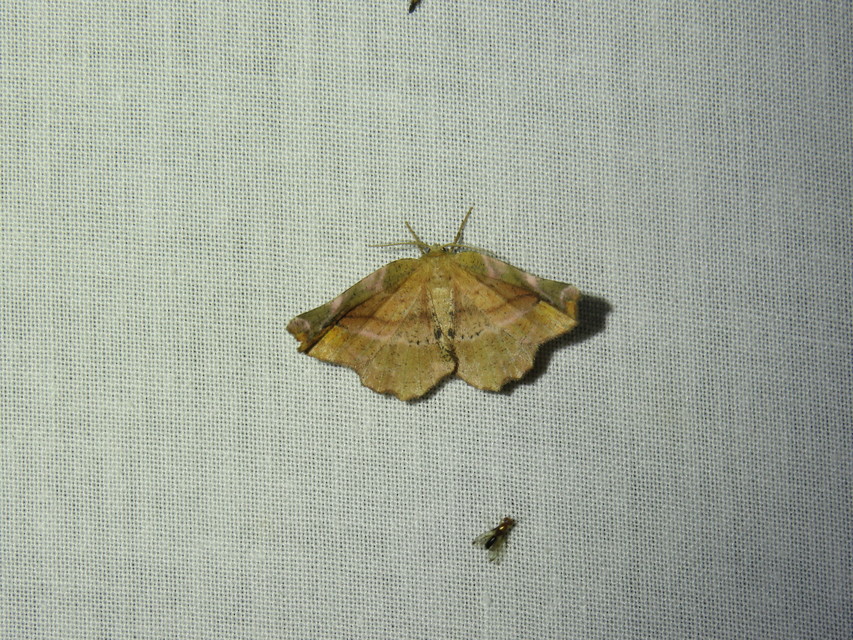 Apeira syringaria - orgona-araszoló