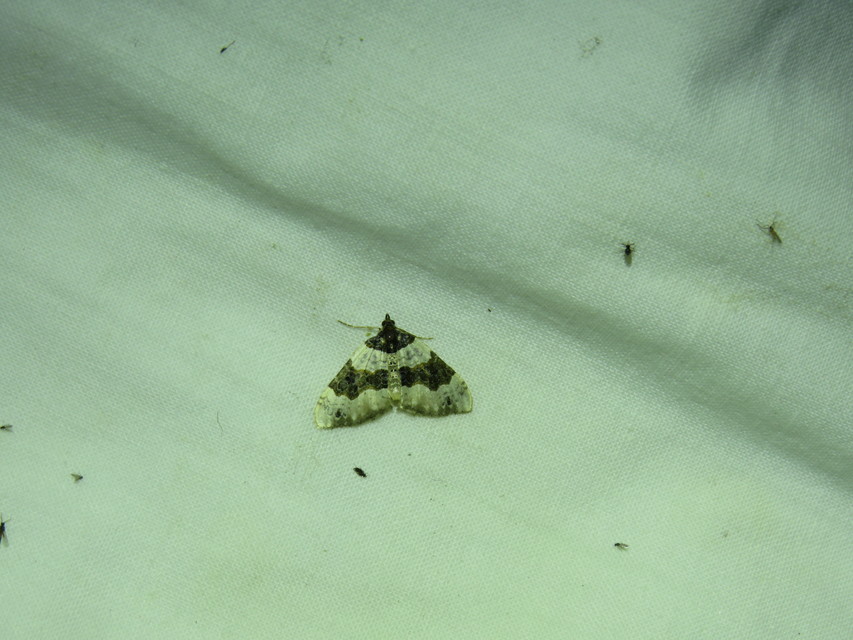 Cosmorhoe ocellata - szemes galajaraszoló