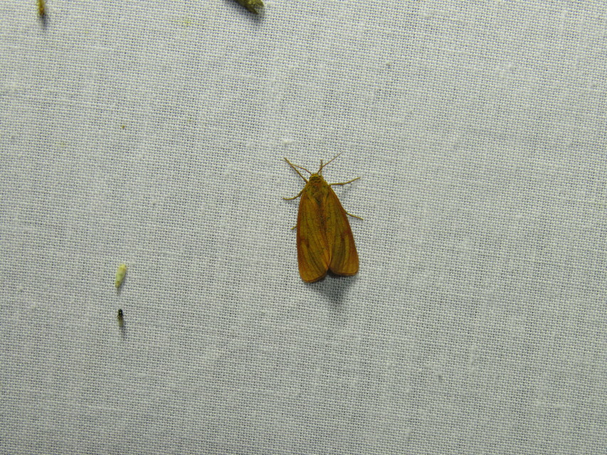 Diacrisia sannio - vörösszélű medvelepke
