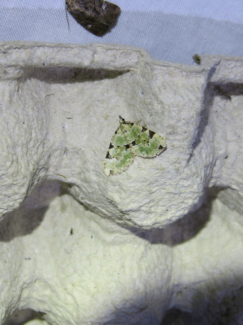 Colostygia pectinataria - zöld levélaraszoló