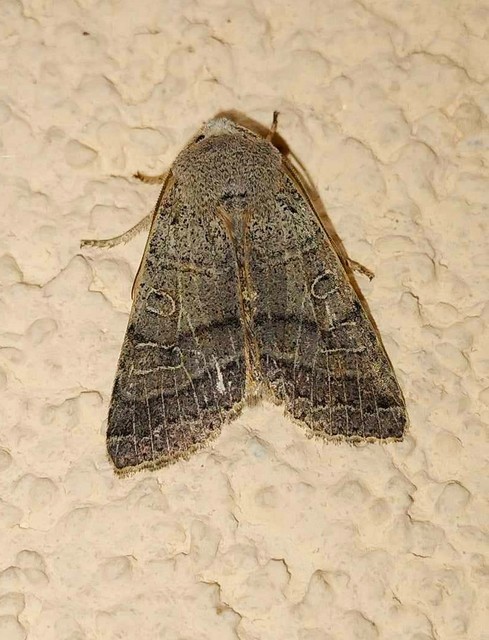 Anchoscelis humilis - olajbarna őszibagoly