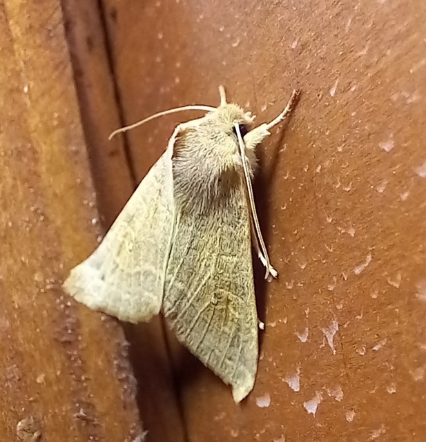 Cirrhia ocellaris - fakó sárgabagoly