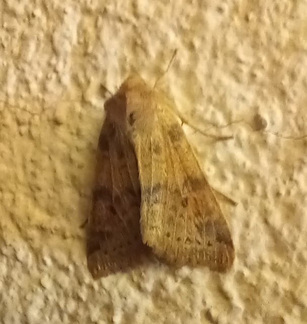 Cirrhia ocellaris - fakó sárgabagoly
