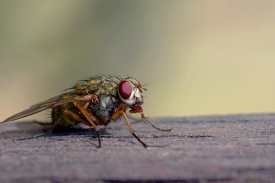 Muscidae - igazi legyek