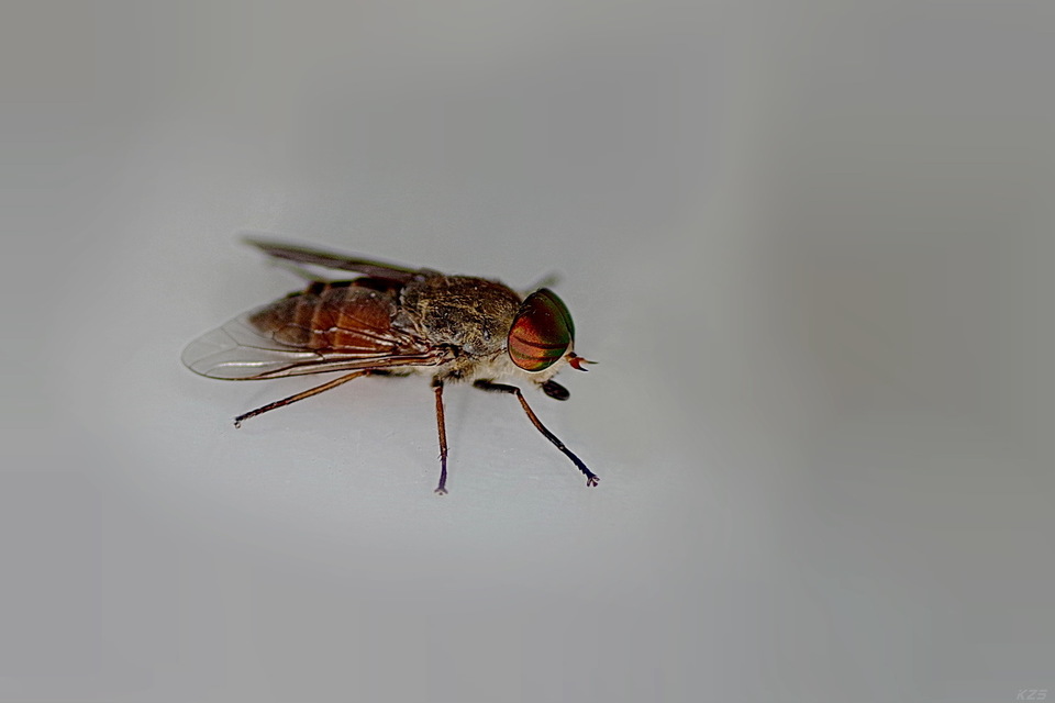 Tabanini