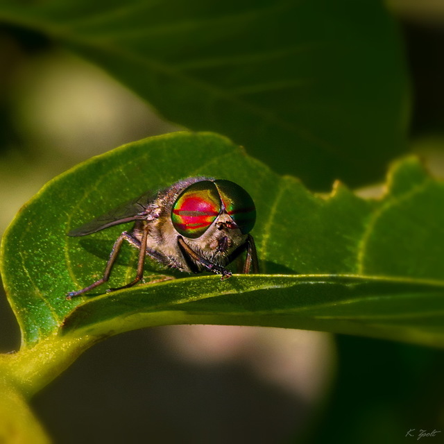 Tabanidae - böglyök