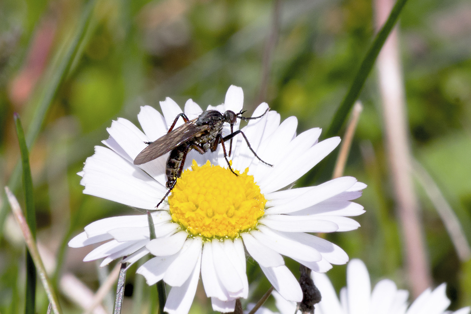 Empididae - táncoslegyek