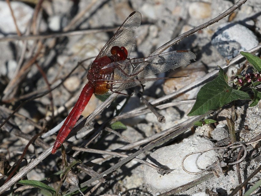Crocothemis erythraea - skarlát szitakötő