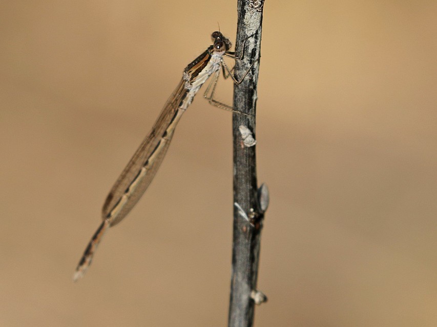 Sympecma fusca - téli rablószitakötő