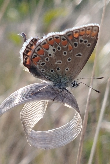 Polyommatus thersites - ibolyaszín boglárka