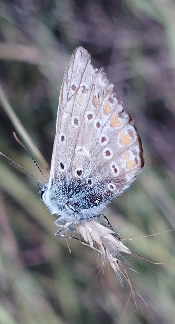 Polyommatus thersites - ibolyaszín boglárka