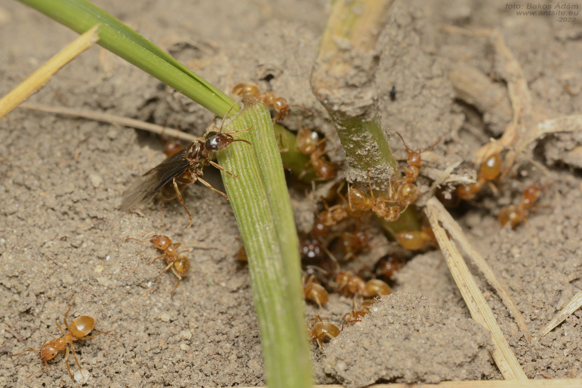 Lasius nitidigaster - bolgár borostyánhangya