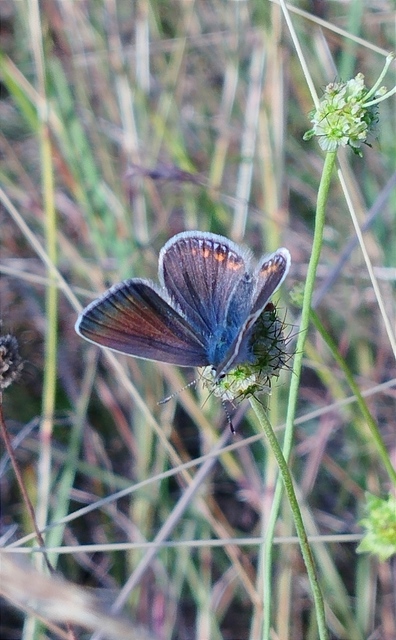 Polyommatus thersites - ibolyaszín boglárka