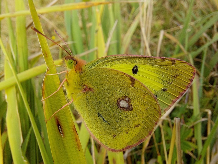 Colias erate - csángó-kéneslepke