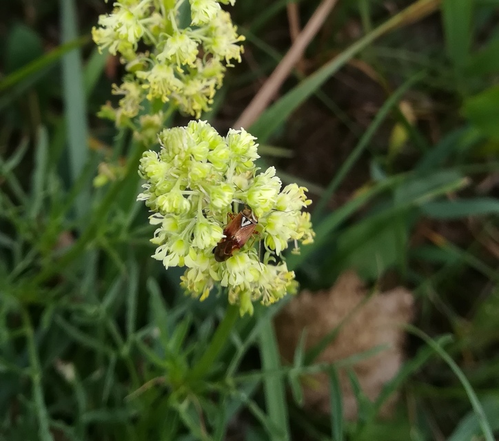 Lygus pratensis - változó mezeipoloska
