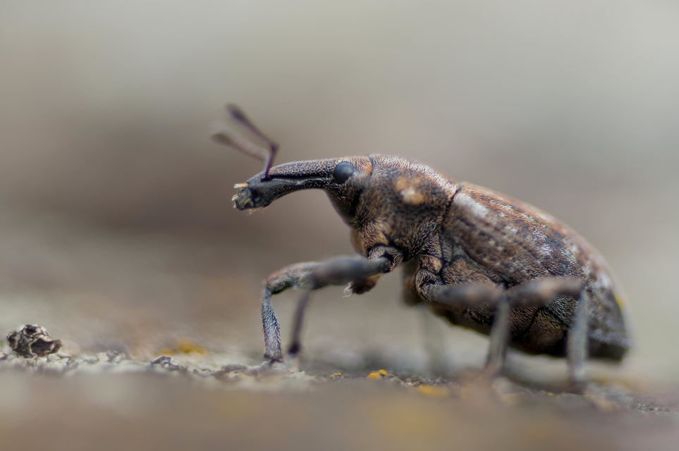 Lepyrus capucinus - pettyes fűzormányos