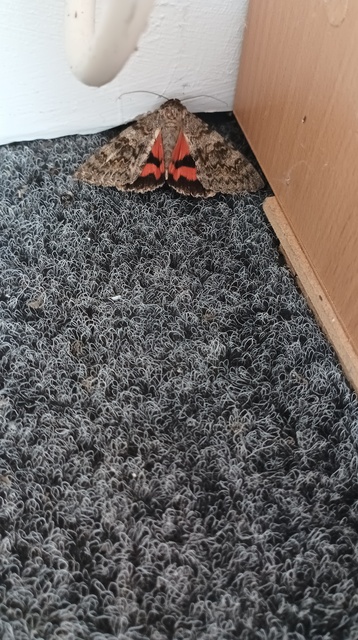 Catocala elocata - közönséges övesbagoly