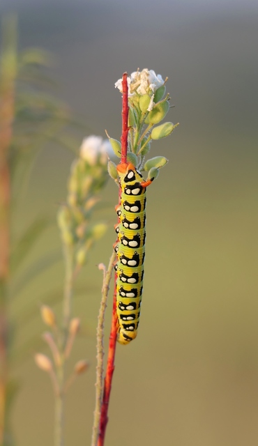 Hyles euphorbiae - kutyatejszender