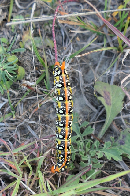 Hyles euphorbiae - kutyatejszender