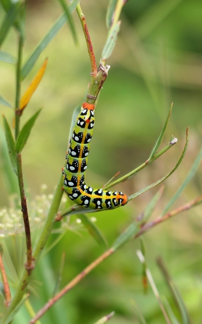 Hyles euphorbiae - kutyatejszender