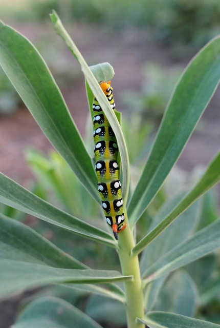 Hyles euphorbiae - kutyatejszender