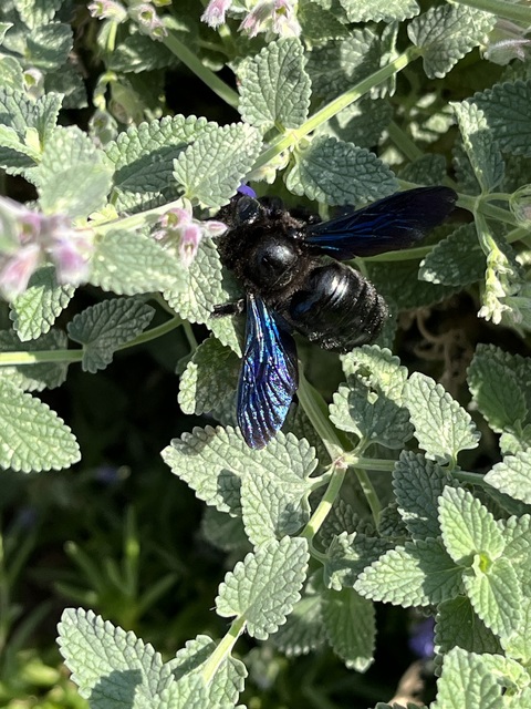 Xylocopa
