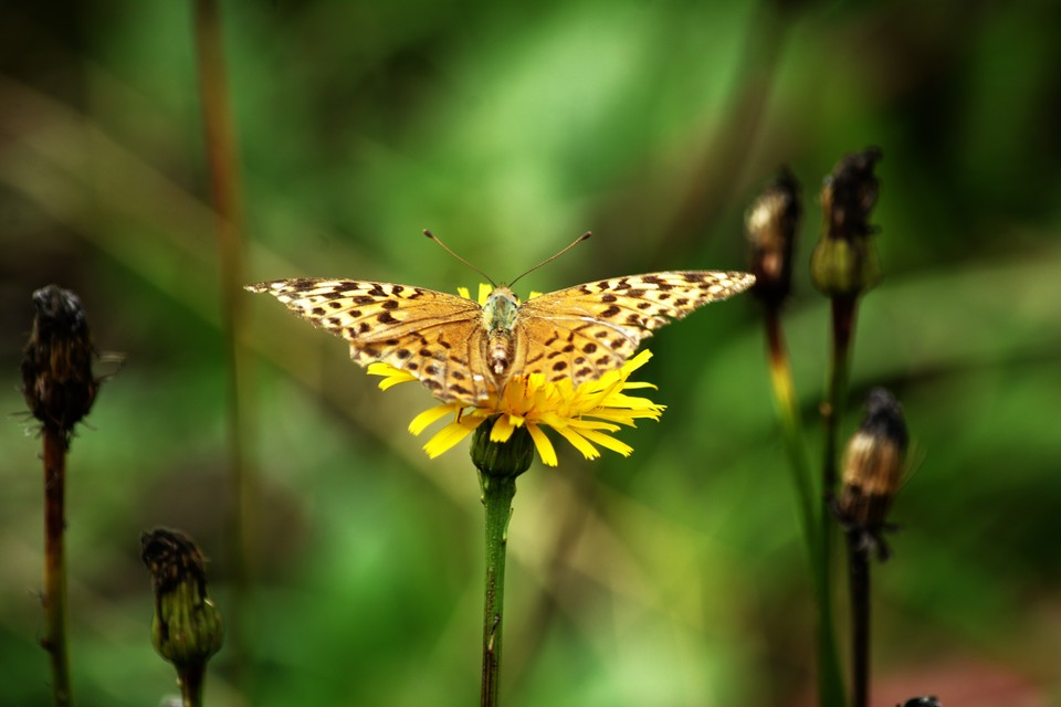 Argynnis paphia - nagy gyöngyházlepke