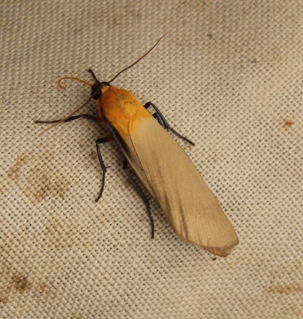 Lithosia quadra - négypettyes zuzmószövő