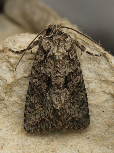 Dryobotodes monochroma - szürke tölgybagoly